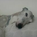 Lewhippet